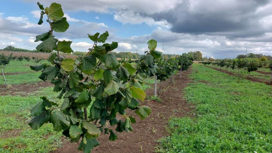 Vrijeme je za udruživanje proizvođača lješnjaka -  osnivanje udruge ili trgovačkog društva?