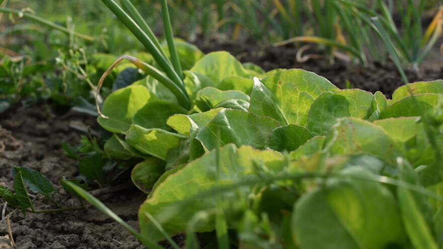 Udruga Hrvatsko sjeme: Zakon ne ugrožava male, hobi i ekološke proizvođače