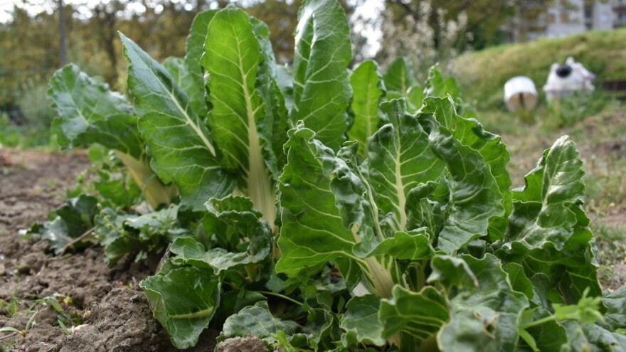 Zakon o sjemenu uskoro u Saboru, mišljenja i dalje oprečna