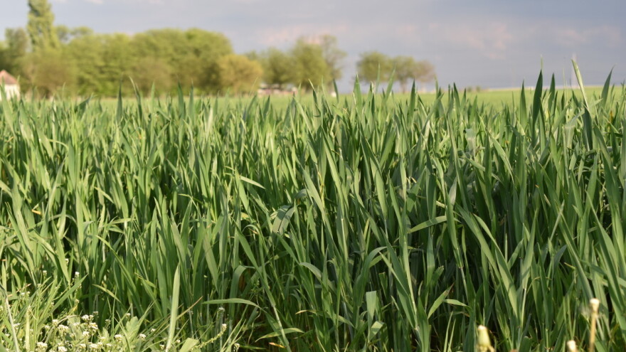 Iako je proljeće u punom jeku, susnježica moguća u srijedu