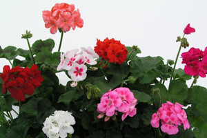 Pelargonija