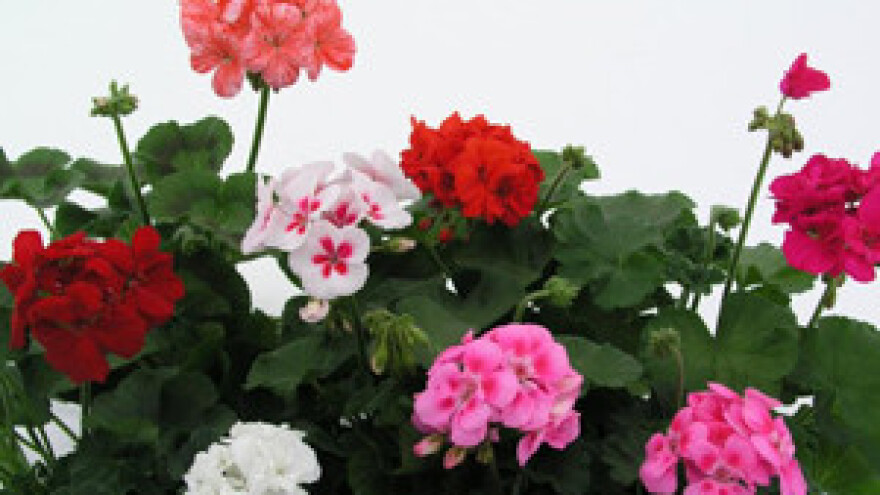 U moru propisa izgubili se i proizvođači cvijeća