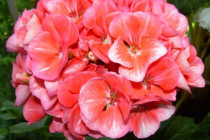 Puzava pelargonija
