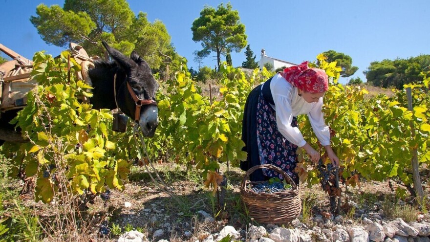 Druge su propadale, PZ Putniković traje: Naša zadruga je društvo osoba, a ne kapitala