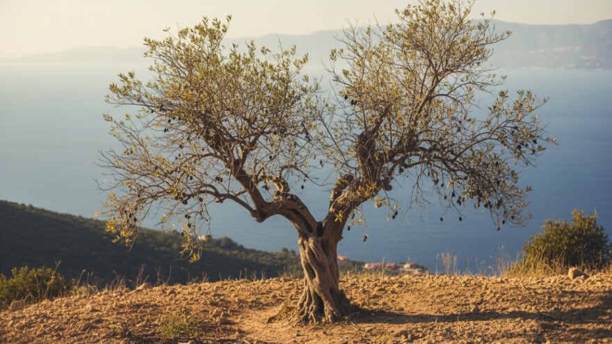 Pelješac "na koljenima": maslina će biti tek za lijek