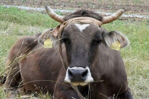 Krava Penka, koja je iz Bugarske zalutala u Srbiju - neće biti uspavana