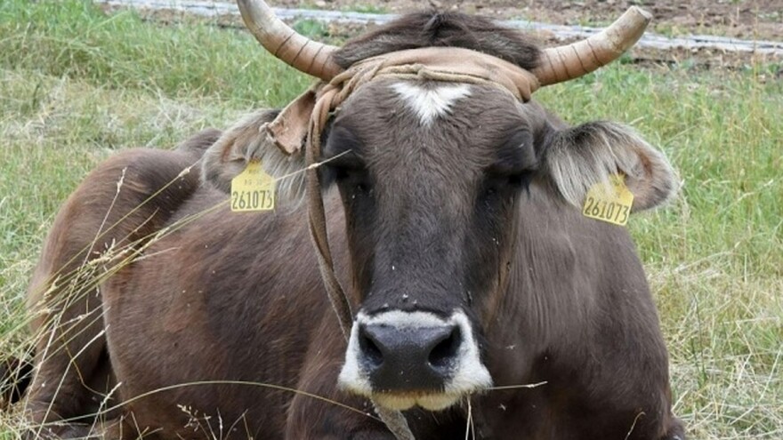 Krava Penka, koja je zalutala u Srbiju iz Bugarske  - neće biti uspavana