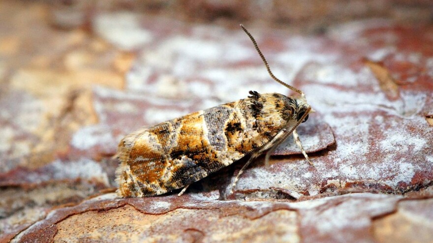 Kako suzbijati pepeljastog grožđanog moljca?