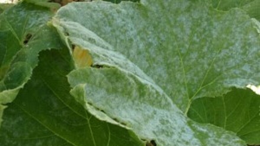 Kako protiv pepelnice na tikvenjačama?