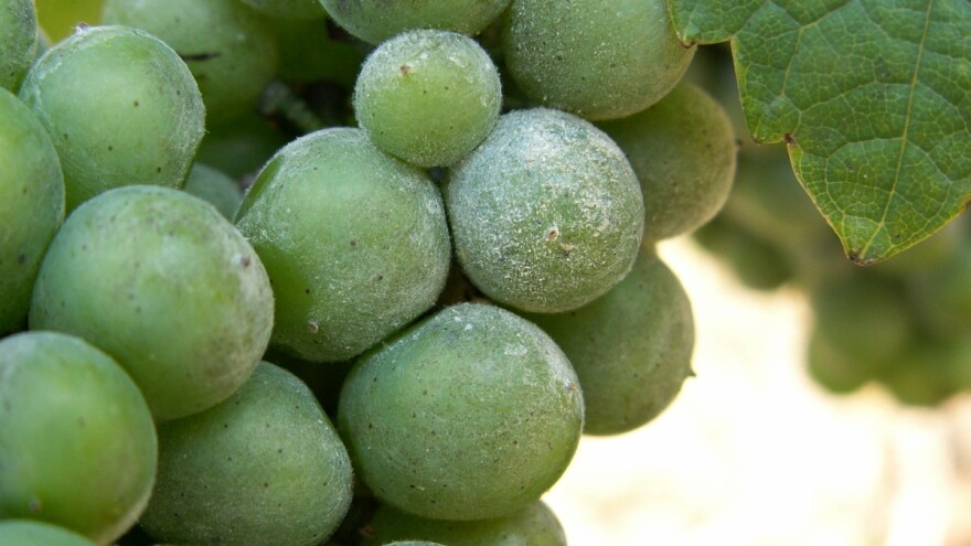 Vreme je za zaštitu od pepelnice vinove loze