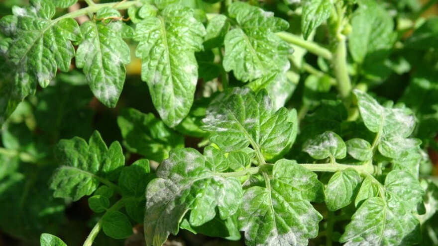 Na paradajzu i paprici se javljaju dvije vrste pepelnica koje mogu smanjiti urod i do 70%