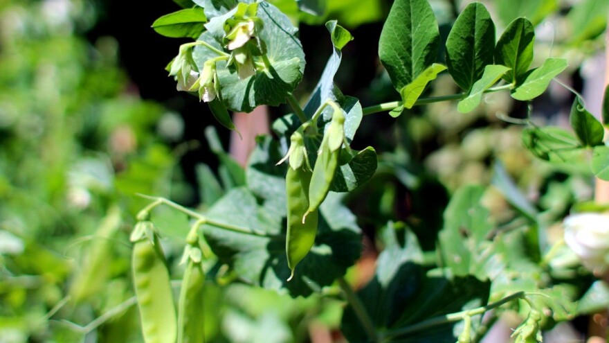 Simptomi i suzbijanje pepelnice graška