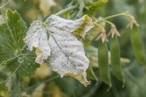 Pepelnica graška - simptomi i suzbijanje