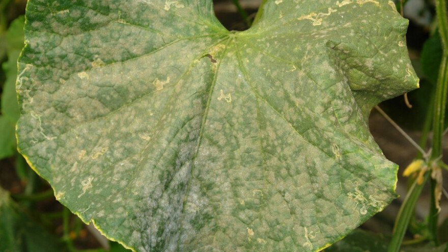 Pepelnica krastavca javlja se pri toplom vremenu