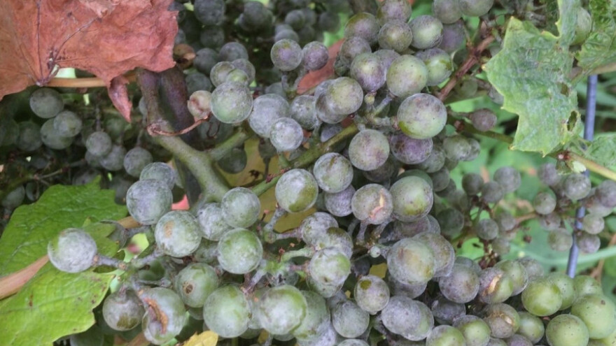 Koristite sumpor protiv pepelnice