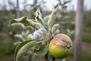 Pepelnica - sve veći problem u nasadima jabuke