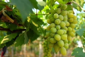 Najbolji "čistač" pepelnice vinove loze!