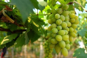 Najbolji &quot;čistač&quot; pepelnice vinove loze!