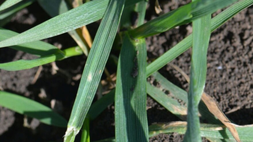 Pepelnica strnih žita: Vreme je za primenu fungicida