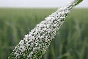 Pepelnica žitarica šteti pšenici i ječmu