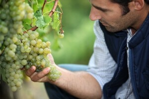 Teška godina za baranjske vinogradare