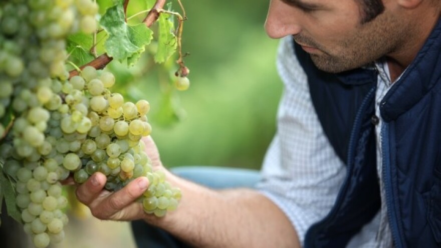 Teška godina za baranjske vinogradare