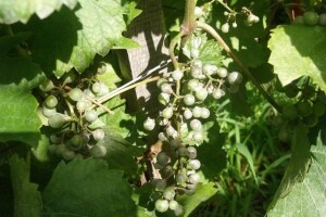 Bayer savjeti za vinogradare 14.-20.07.2014.