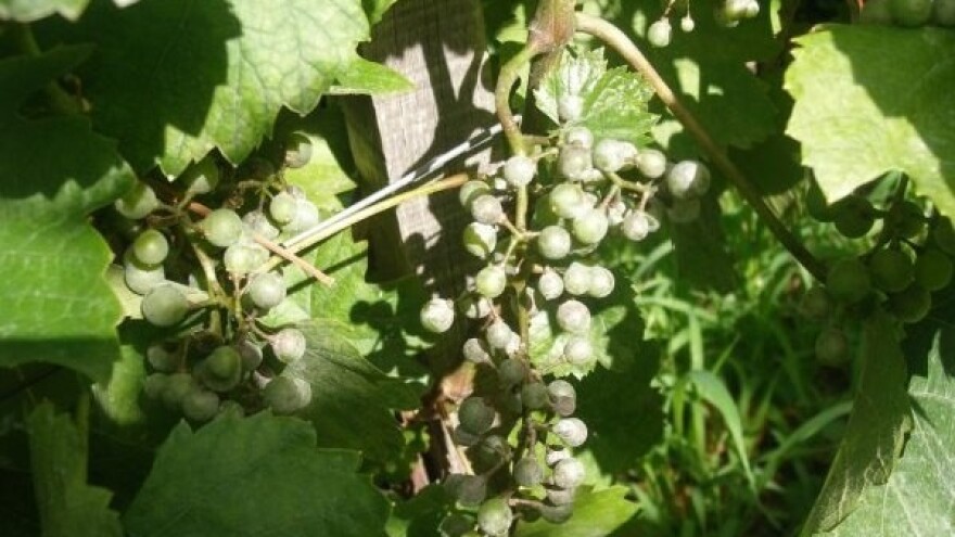 Bayer savjeti za vinogradare 14.-20.07.2014.