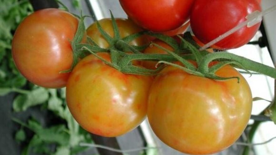 Opasno sjeme rajčice