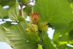 Pepelnica leske - simptomi i suzbijanje