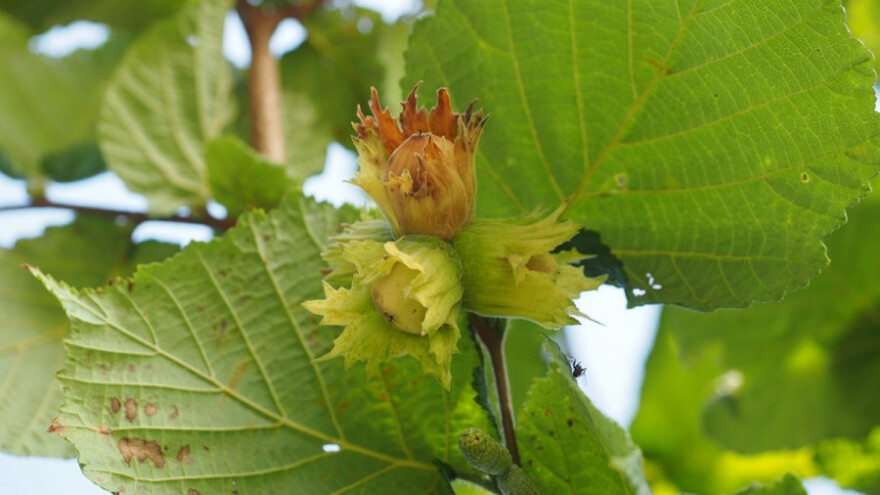 Pepelnica leske - simptomi i suzbijanje
