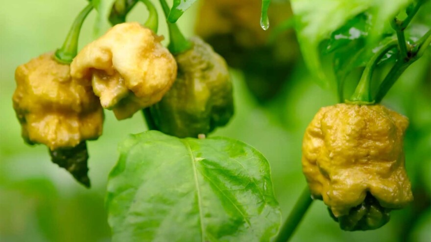 Ginisov rekord: Koja je najljuća papričica na svetu?