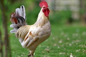 Idući tjedan o ukidanju zabrane izvoza u BiH