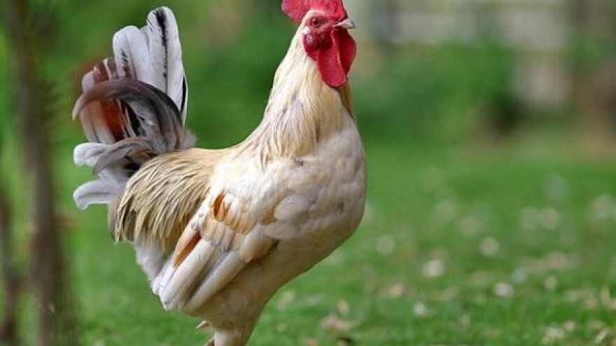 Idući tjedan o ukidanju zabrane izvoza u BiH