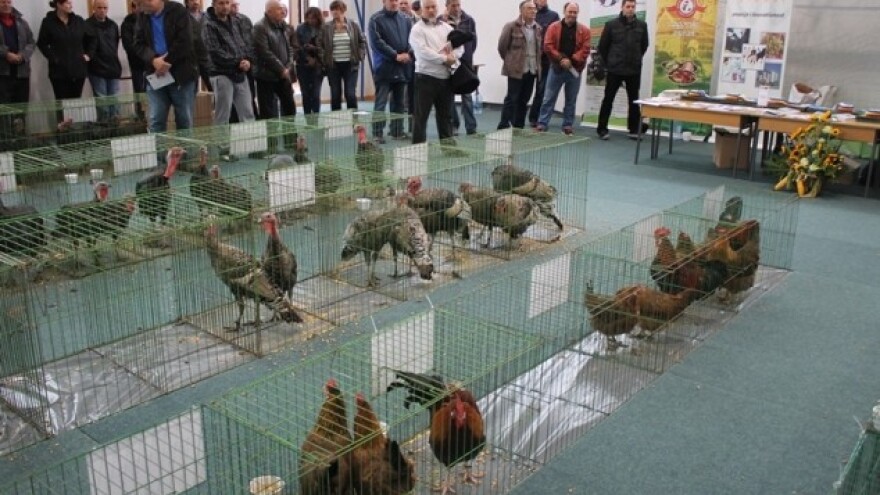 Državna izložba izvornih pasmina peradi RH