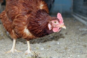 Peradarski proizvodi iz BiH uskoro na EU tržištu