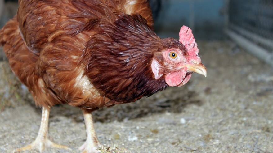 Peradarski proizvodi iz BiH uskoro na EU tržištu