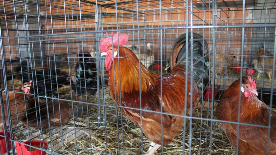 Program potpore za izvorne pasmine peradi u javnom savjetovanju