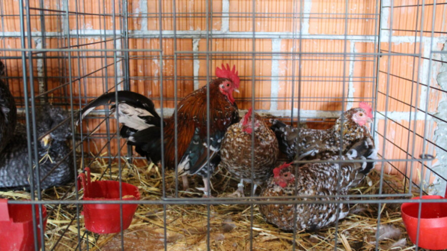 Program potpora namijenjen izvornim pasminama peradi u javnom savjetovanju