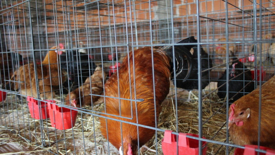 Statistika neumoljiva: Brojno stanje stoke i peradi u Hrvatskoj i dalje u padu