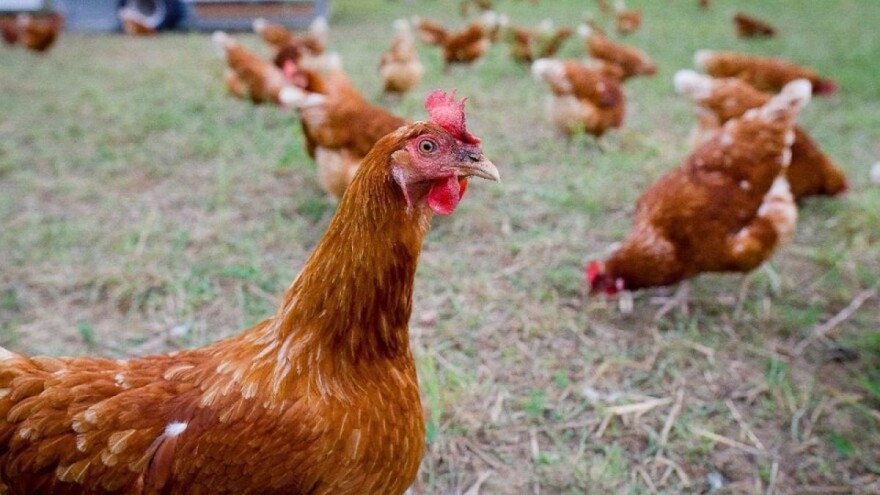 Zaštita peradi od ptica grabljivica: Biserka i CD-ovi samo neka od rješenja