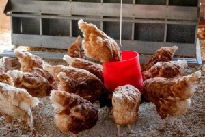 Uzgoj peradi: Kokcidiostatik u Rusiji zabranjen, EU ga klasifikuje kao dodatak hrani