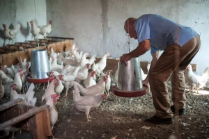 Uzgoj peradi pao za četvrtinu u samo tri godine