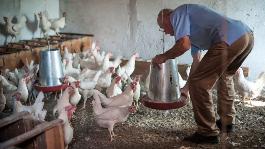 Uzgoj peradi pao za četvrtinu u samo tri godine