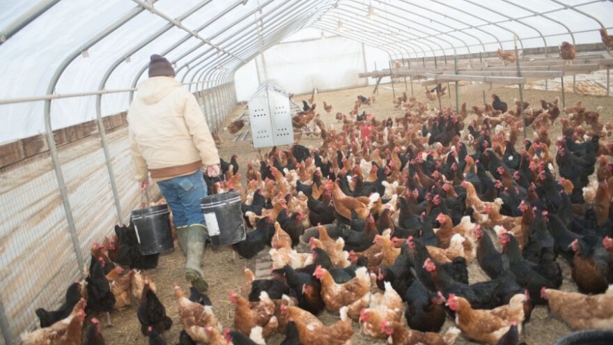 Zatvoren veliki francuski pogon pilića!