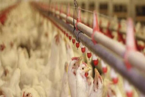 Procedura izvoza peradi u Saudijsku Arabiju