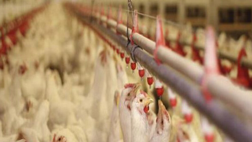 Procedura izvoza peradi u Saudijsku Arabiju