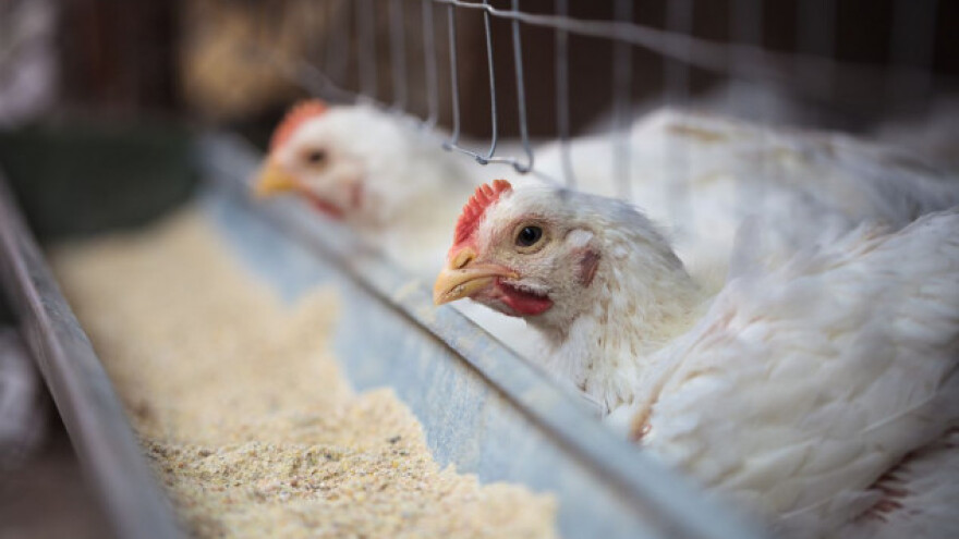 Peradari spremni za izvoz, čeka se inspekcija