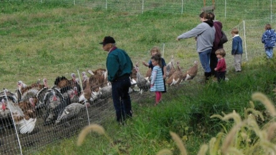 SAD obnavlja jata evropskom živinom!