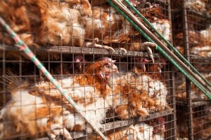 Postavili skrivene kamere na farme peradi - snimke šokirale, a farme suspendirane